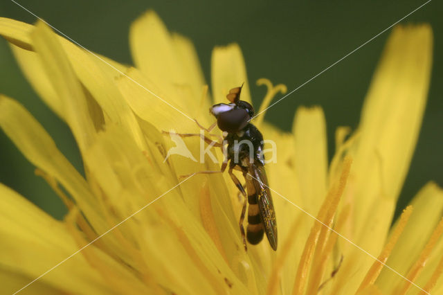 Bijlsprietje (Pelecocera tricincta)