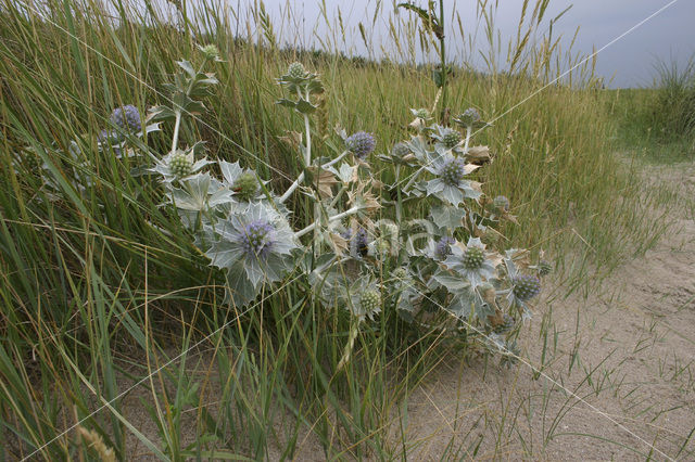 Blauwe zeedistel (Eryngium maritimum)