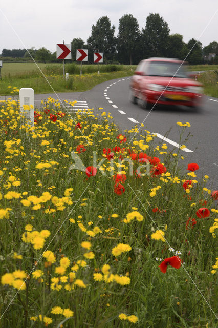 Bloemdijken van Zuid-Beveland