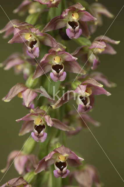 Broad-leaved Helleborine (Epipactis helleborine)