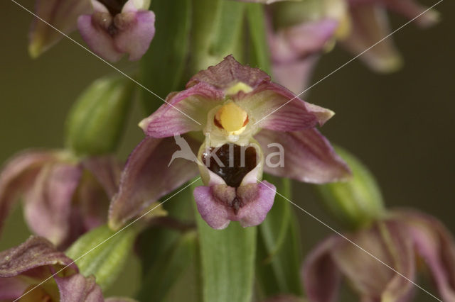 Broad-leaved Helleborine (Epipactis helleborine)