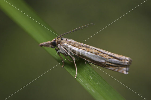 Bruine Grasmot (Crambus silvella)