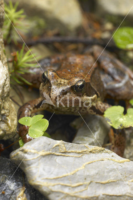 Bruine kikker (Rana temporaria)