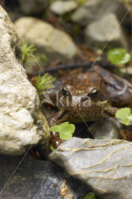 Bruine kikker (Rana temporaria)