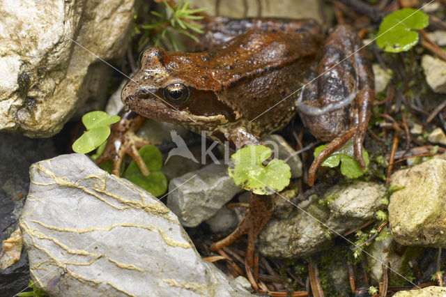 Bruine kikker (Rana temporaria)