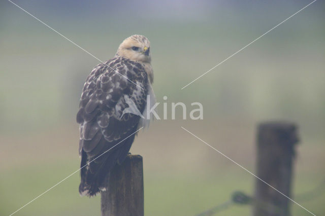 Buizerd (Buteo buteo)