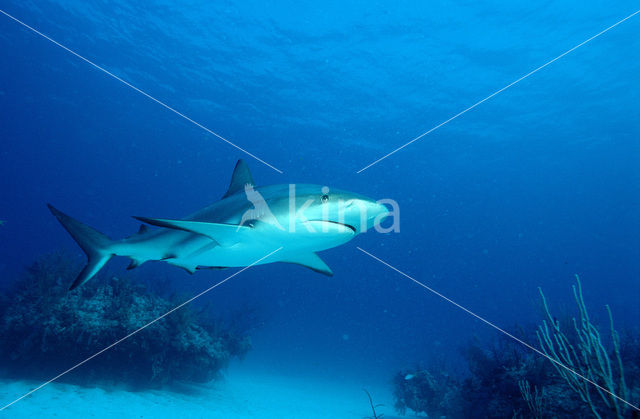 Caribische rifhaai (Carcharhinus perezi)