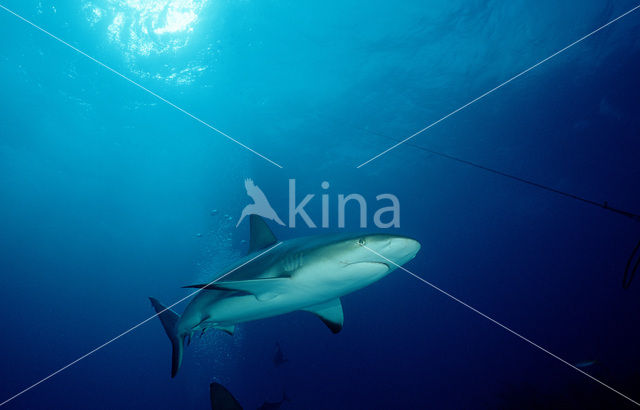 Caribische rifhaai (Carcharhinus perezi)