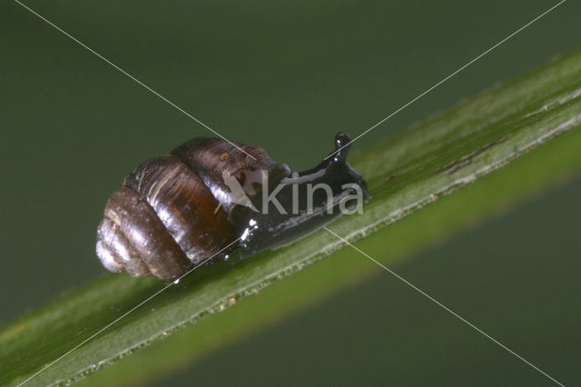 Dikke korfslak (Vertigo antivertigo)