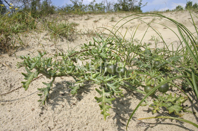 Driebloemige nachtschade (Solanum triflorum)