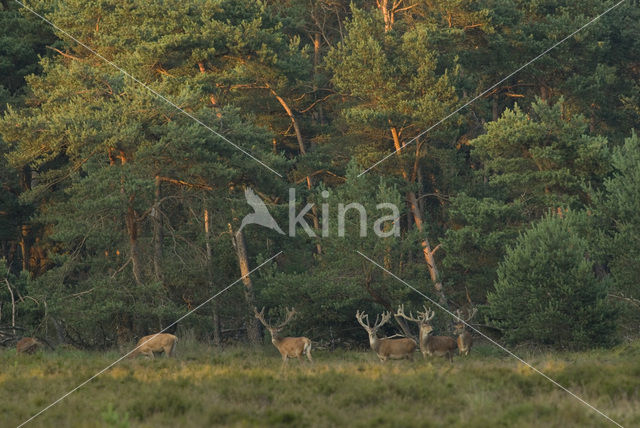 Red Deer (Cervus elaphus)