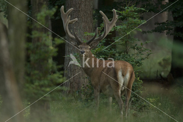 Red Deer (Cervus elaphus)