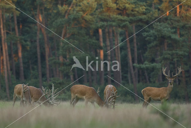 Red Deer (Cervus elaphus)