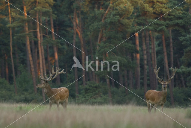 Red Deer (Cervus elaphus)