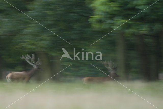 Red Deer (Cervus elaphus)