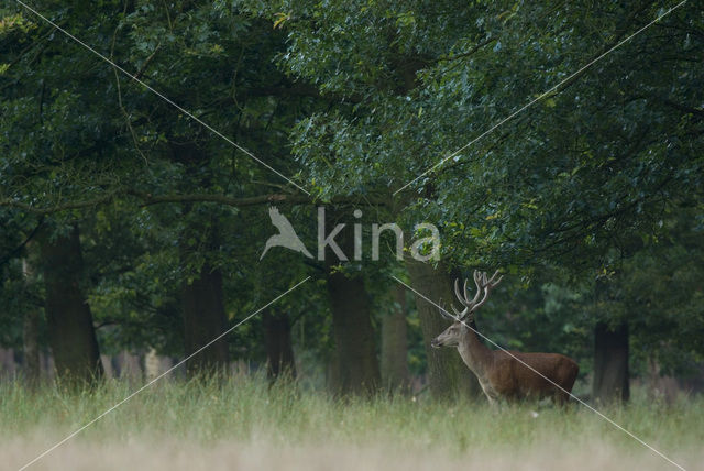 Red Deer (Cervus elaphus)