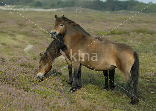 Exmoorpony