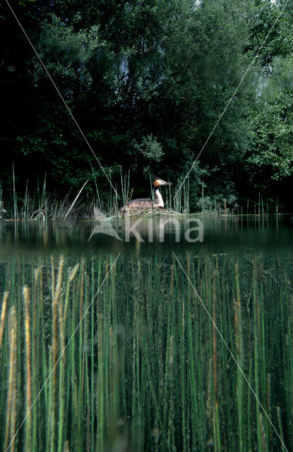 Great Crested Grebe (Podiceps cristatus)