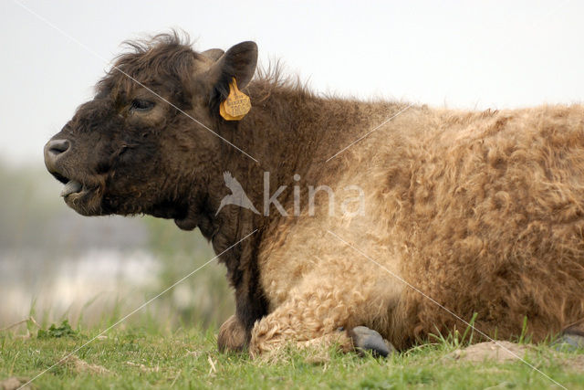 Galloway Koe (Bos domesticus)