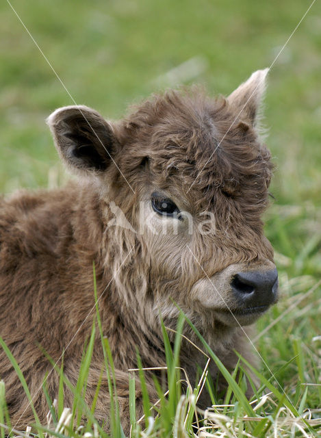 Galloway Koe (Bos domesticus)