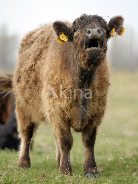 Galloway Koe (Bos domesticus)