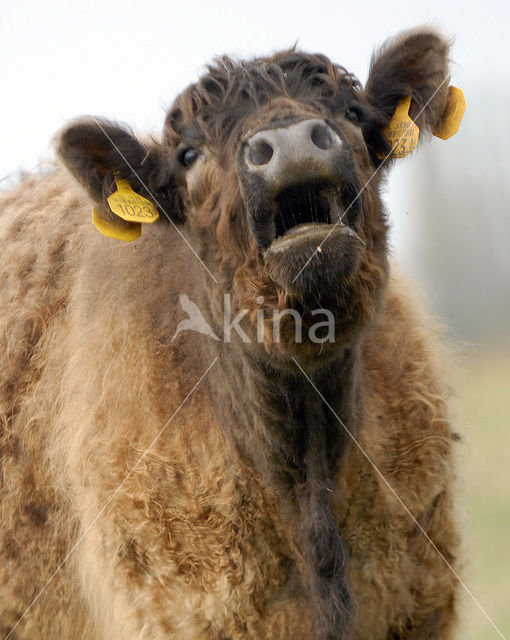 Galloway Koe (Bos domesticus)