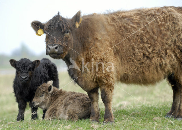 Galloway Koe (Bos domesticus)