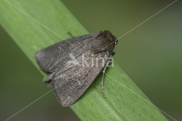 Geelbruine rietboorder (Archanara dissoluta)