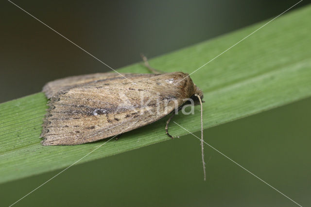 Geelbruine rietboorder (Archanara dissoluta)