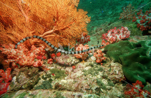 Gestreepte zeeslang (Laticauda colubrina)