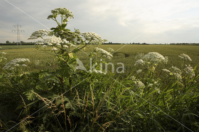 Gewone bereklauw (Heracleum sphondylium)