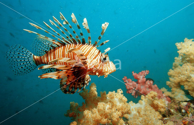 Gewone Koraalduivel (Pterois volitans)