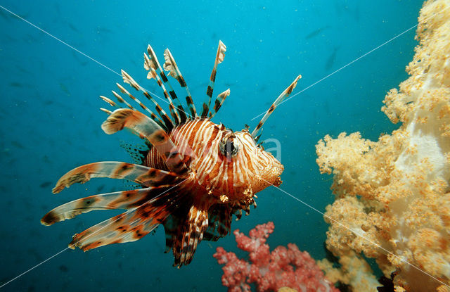 Gewone Koraalduivel (Pterois volitans)