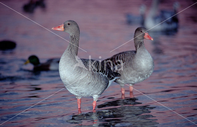 Grey Lag-Goose (Anser anser)