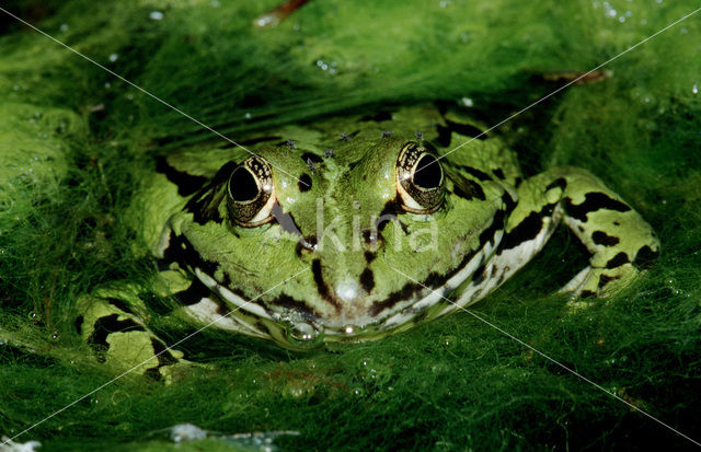 Groene kikker (Rana esculenta)