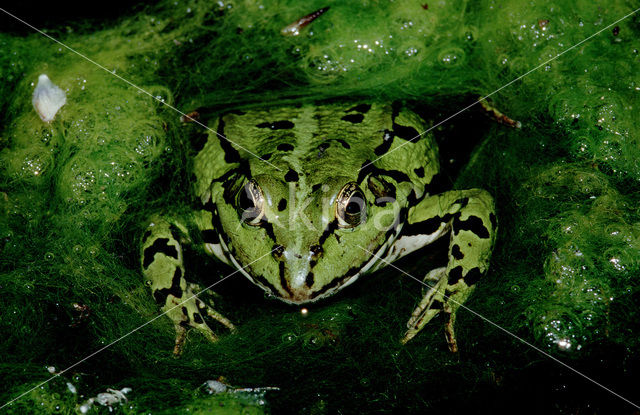 Groene kikker (Rana esculenta)