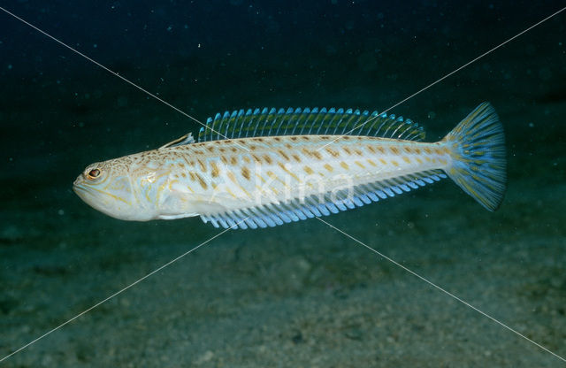 Grote pieterman (Trachinus draco)