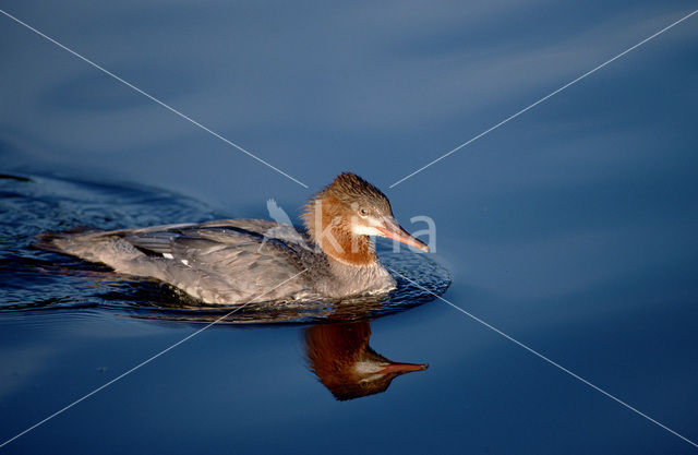 Grote Zaagbek (Mergus merganser)