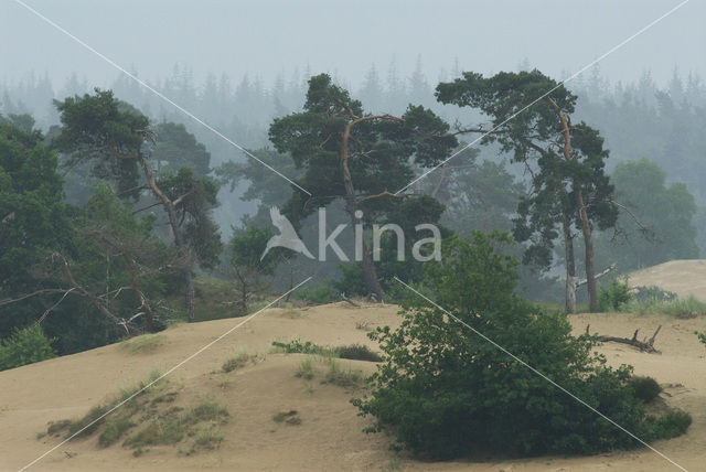 Grove den (Pinus sylvestris)