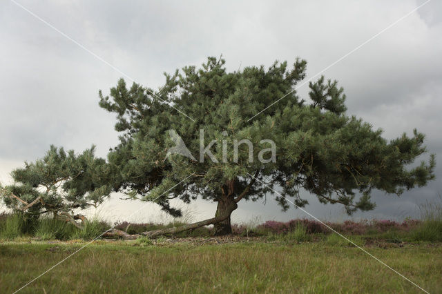 Grove den (Pinus sylvestris)