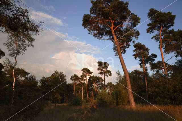 Grove den (Pinus sylvestris)