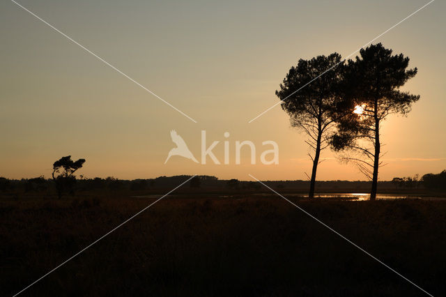 Grove den (Pinus sylvestris)