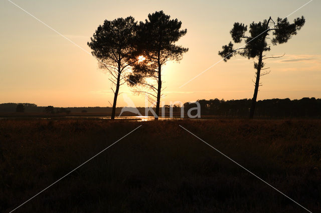 Grove den (Pinus sylvestris)