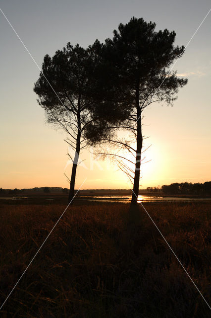 Grove den (Pinus sylvestris)