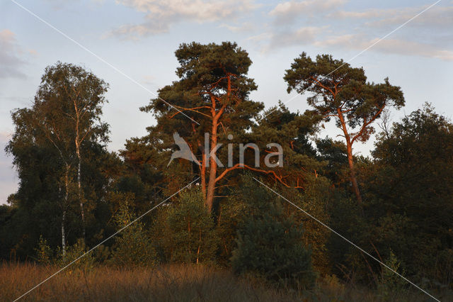 Grove den (Pinus sylvestris)