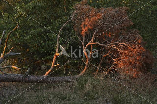 Grove den (Pinus sylvestris)