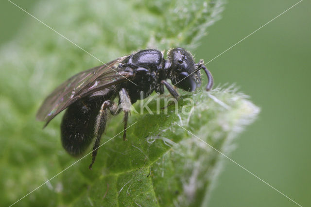 Halfglanzende Groefbij (Lasioglossum semilucens)