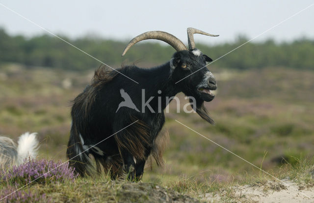 Hollandse landgeit (Capra domesticus)