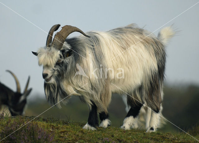 Goat (Capra domesticus)