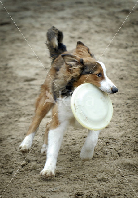 Hond (Canis domesticus)